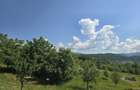 1,8 Ha Livada la Poalele Padurii | Casa + 2 Cabane | 700 Pomi Fructiferi | 200.000 Negociabil - 7