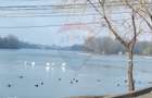 Vanzare Teren 625mp Mogosoaia / Strada Livezilor - 7
