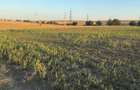 Teren intravilan 4.003 mp Frecatei, Tulcea - drum pe 3 laturi, curent, proprietar - 5