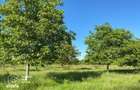 Teren Bazosul Nou , 500 000 mp-investitii agricole