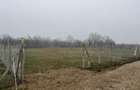 Teren intravilan 964 mp Urechesti, Vrancea Str. Lalelelor - 2