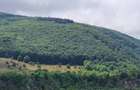 Teren de 115000 mp, în Bălnaca - 2