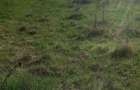 Teren intravilan de vanzare - 5
