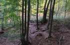 Padure de Fag 2 hectare - 2