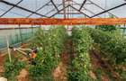 Ferma 3,3ha, din care 2,5ha intravilan, vila 7 camere, D+P+E+M, casa p - 5