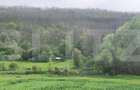 Padure Salcam, 120000Mp, Bradesti - 1