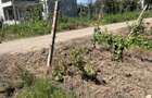 Teren constructie intravilan ! Schimb ! - 4