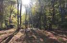 TEREN Intravilan 500-1000mp | Cadru natural deosebit | OCAZIE DE INVESTITIE