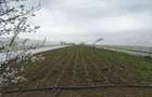 Vand casa+teren agricol Giuvarasti, Olt - 7