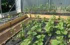 Teren de INCHIRIAT - Ideal pentru agricultura, livada, agrement sau camping! - 2