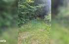 Teren cu poten?ial turistic, cadru natural rar, 20.000 mp Sacuieu - 10