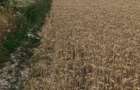 Vand Teren Agricol Valea Vinului - 3