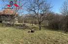 Casa si anexe cu un teren de 7701 mp de vanzare in Stauini Jud Alba - 1