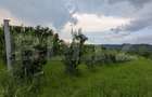 Teren intravilan, 4500 mp, zona Voinesti - 5