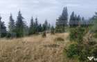 Teren extravilan, 50.000 mp, zona Vatra Dornei - Vatra Dornei (Suceava) - 7