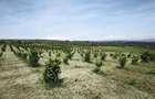 Plantatie Alun 2,9 ha - 2