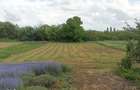Vand casa,sat Manastur(com Vinga), jud Arad - 3