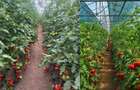 Casă cu 3 camere cu Teren 2054 Mp în Pădurani - 1