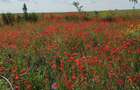 Gradina 355 mp Poiana basmelor - 5
