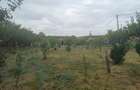 Teren intravilant livada - 1