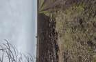Teren 2,5 ha Giurgiu - 1