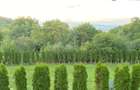 Vanzare teren 3000 mp, cabana, zona D D Rosca, Faget
