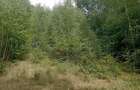 Teren de 3500 mp, în Valea Babei - 5