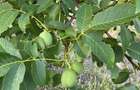 Livada nuci Fernor matura, planta?ie intensiva, iriga?ie + fantana, Salaj