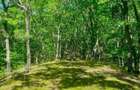 Domeniu forestier 50 ha | Privelisti spectaculoase | La 1 ora de Bucuresti | Investitie unica - 5