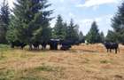 Vand teren 47.8 HA intravilan + extravilan Moisei/Viseu - 7