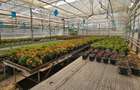 Inchiriez sera, solariu pentru productie flori sau legume