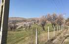 Teren intravilan in livada de migadali si alti pomi fructiferi - Tohani, Prahova - 2