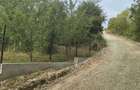 Teren de vanzare in Borsa, strada Malului, 28 ari, intravilan - 6