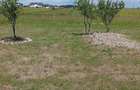 Teren intravilant 500 mp, Pielesti - 16 m deschidere, langa Peugeot, intrare Craiova