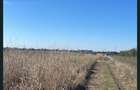 Teren intravilan Frumusani , padurisu , Calarasi - 3