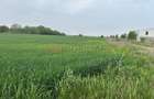 Dascalu, A0, teren intravilan 9.000 mp