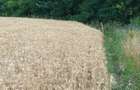 Vand Teren Agricol Valea Vinului - 1