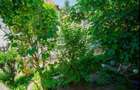 Ocazie rară de achizitie - proprietate autentică in cea mai buna zona, garantată - 3