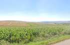 Teren extravilan in Rediu - Aiton, 4300 mp, la 150 m distanta de intra