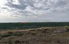 Ferma Agricola 1.350 HA Grad de Comasare 9697%, Jude?ul Arad - 4