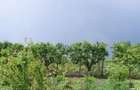 URGENT Cornu PH:Teren 2000m-35E mp sau Casa si teren intravilan - 3