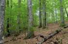 Teren Padure 14 hectare - 2