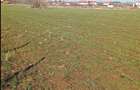 De vanzare urgent & negociabil teren 2500m in Ghermanesti Ilfov - 3
