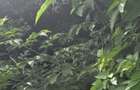 Teren intravilan 250 mp in Baneasa, la?ime 21m - 4