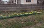 Casa de vanzare Valea Vinului - Satu Mare - 1
