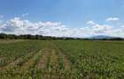 Teren agricol Podu Oltului la limita UAT Harman si UAT Prejmer 20300mp - 5