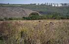 PACURARI-PLATOUL BELDIMAN, 980 MP , numai 42000 euro , ideal investitie
