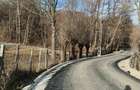 Teren 3.800 mp - Slatina, Nucsoara