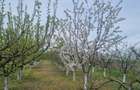 Livada tanara, 2000 m, Dridu-Snagov - 3