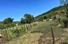 Teren intravilan 1300 mp toate utilitatile sat Tamasi - 2